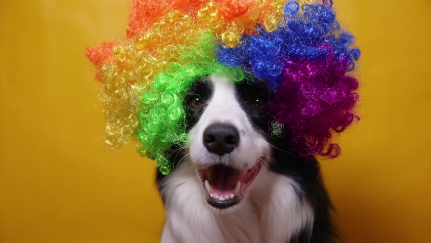 Cute puppy dog with funny face border collie wearing colorful curly clown wig isolated on yellow background. Funny dog portrait in clown costume in carnival or halloween party. Pet dog in circus Royalty-Free Stock Footage #1083464239