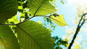 Nature stock video of green leaves on tree branch filmed from below in bright sunny day. Beauty of nature video clip