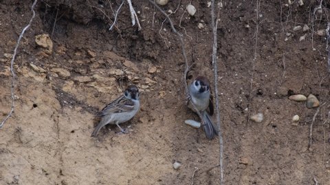 Eurasian Tree Sparrow Passer montanus. Two young sparrows sit on a steep earthen wall, looking for food, and fly away.