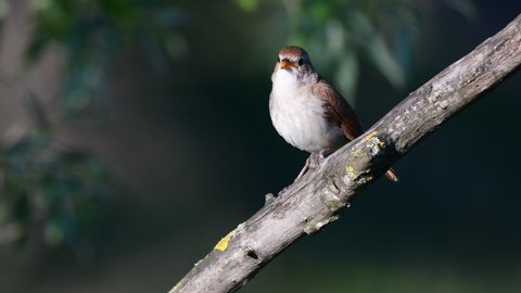 Common Nightingale, Luscinia megarhynchos. A bird sings sitting on a branch, on a green background.