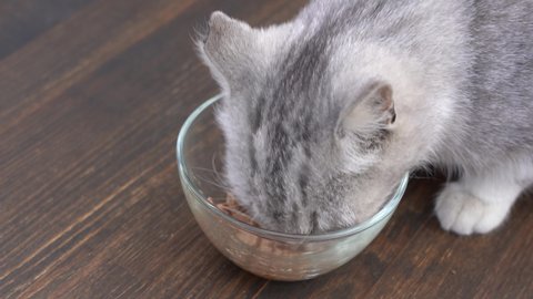 Cute little gray cat eats wet food from glass bowl, close up. Healthy cat eats food with appetite
