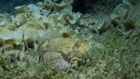Scorpionfish hiding among sea grass and algae. Tasseled Scorpionfish, Small-scaled Scorpionfish (Scorpaenopsis oxycephala). 4K-60fps