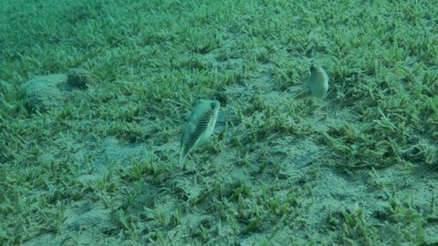 Pair of Pufferfish slowly swims above sandy seabed covered with green seagrass. Pearl Toby (Canthigaster margaritata). 4K-60fps
