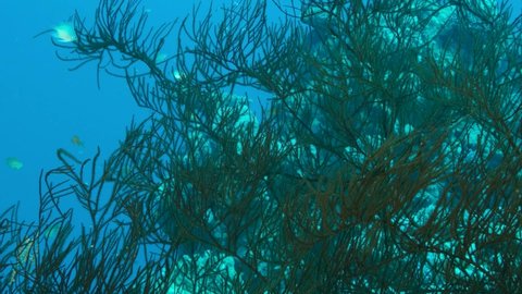 Close up of Black Coral (Antipathes dichotoma). Camera moving forwards. 4K-60fps