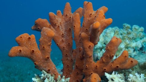 Close-up of the Red Toxic Finger-sponge (Negombata magnifica). Underwater landscape. 4K-60fps