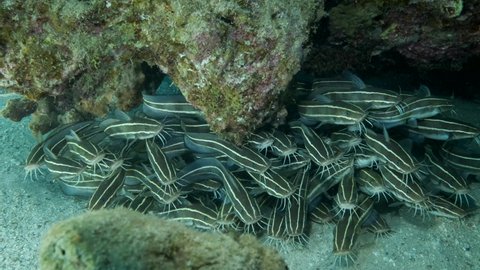School of Striped Catfish are hiding inside a coral cave. Striped Eel Catfish (Plotosus lineatus), Close-up, 4K-60fps