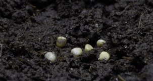 Growing plant time lapse video. Growth of radish sprouts. High quality 4k footage