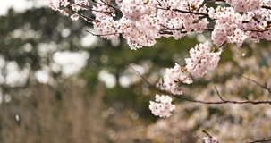 Cherry blossoms are fluttering in the soft breeze.
4K 60fps edited to 30fps.