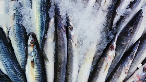 Seafood, fish and eco food concept, assortment of fresh raw fishes on store shelf in ice at fishmonger shop or organic fishmarket. High quality 4k footage