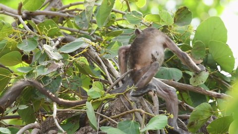 Close up shot of baby Gray or Hanuman langurs or indian langur or monkey facing ill or skin disease or virus problem at ranthambore national park or tiger reserve rajasthan india - Semnopithecus