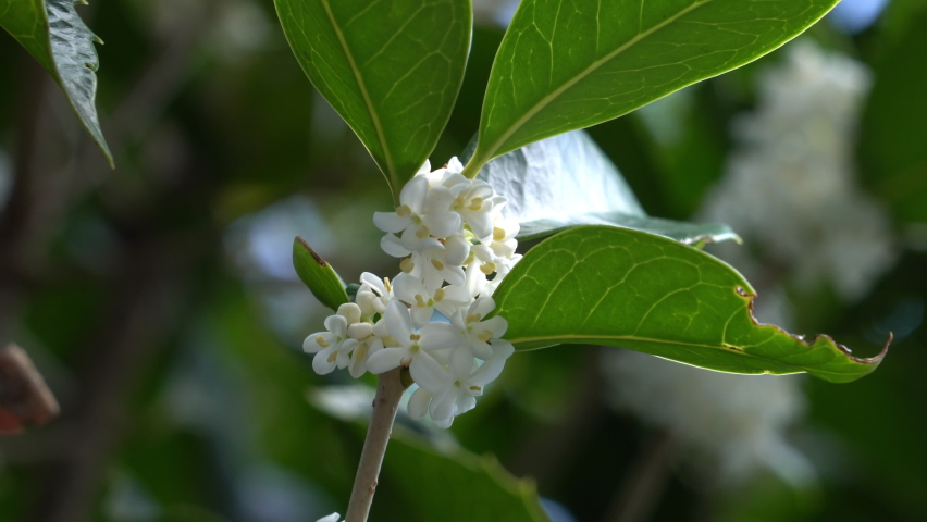 Flowers of holly olive - Osmanthus heterophyllus - are in bloom in Fukuoka city, JAPAN. Without sounds