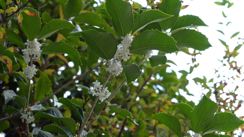 Flowers of holly olive - Osmanthus heterophyllus - are in bloom in Fukuoka city, JAPAN. Without sounds