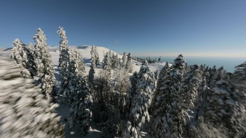 Aerial view flight over Mamdziskha mountain ridge clean snowy smooth sports FPV drone. Above shot speed flying at frozen spruce trees forest winter wild nature Abkhazia. Black Sea picturesque scenery