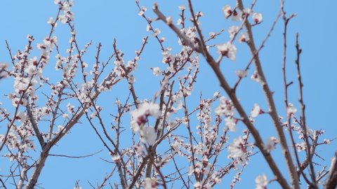 Spring flowers. Apricot flowers on apricot branch blossom on a sky background.