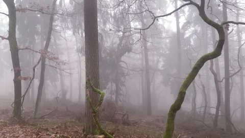 mysterious foggy autumnal landscape with trees in a forest, blurred background, mysterious place, mystical concept, getting lost in poor visibility, natural phenomenon, video for a horror movie	