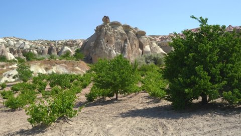Amazing unusual landscape of turkish Cappadocia. Green fruit garden in deserted countryside lands of Kapadokya