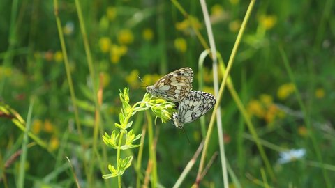 Marbled White Butterfly Mating on Plant

