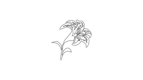 Animated self drawing of continuous line draw beauty fresh tiger lily for home decor wall art poster. Printable decorative lilium flower for wedding invitation card. Full length one line animation.