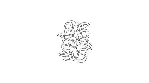 Animation of one line drawing beauty fresh violet hybrid for home wall decor art poster. Printable decorative pansy flower for invitation card. Continuous line self draw animated. Full length motion.