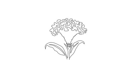 Animated self drawing of one continuous line draw beauty fresh brain celosia for logo. Printable decorative cockscomb flower for home decor wall art print poster. Full length single line animation.