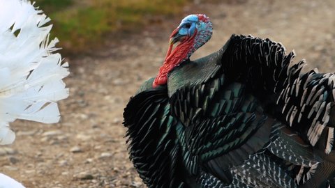 Close up portrait of serious pompous turkey with black feathers, a red neck, blue head stare at camera. Poultry farming concept. Outdoor. No people.