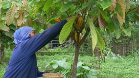 Farmers harvest fresh cocoa pods in cocoa plantations.