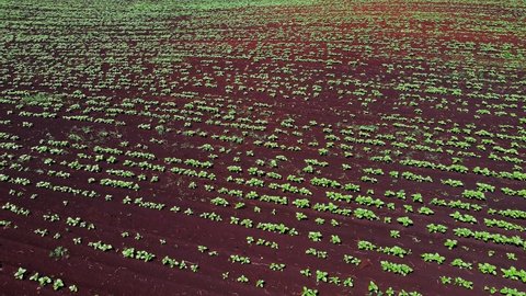 rows of potato plants aerial view, beautiful sunset above potato field. agriculture industry potato crop. beautiful green landscape aerial view. potato field in summer. agriculture background aerial.