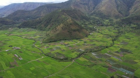 Aerial rice field and green hills view from above, Aerial agriculture in rice fields, yellow rice field in Sianjur Mulamula Samosir Toba