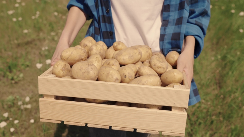 farmer carries potatoes in box across the field, harvest time, vegetable production on the manufacturer farm, growing potato tubers from land soil, farming, fresh healthy vegetarian food, agronomist Royalty-Free Stock Footage #1083506245