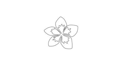 Animated self drawing of continuous line draw beauty fresh plumeria for garden logo. Printable decorative art frangipani flower concept for fashion fabric textile. Full length one line animation.