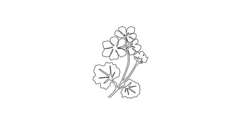 Animation of one line drawing of beauty fresh geranium for logo. Printable decorative cranesbills flower concept for fashion fabric textile. Continuous line self draw animated. Full length motion.