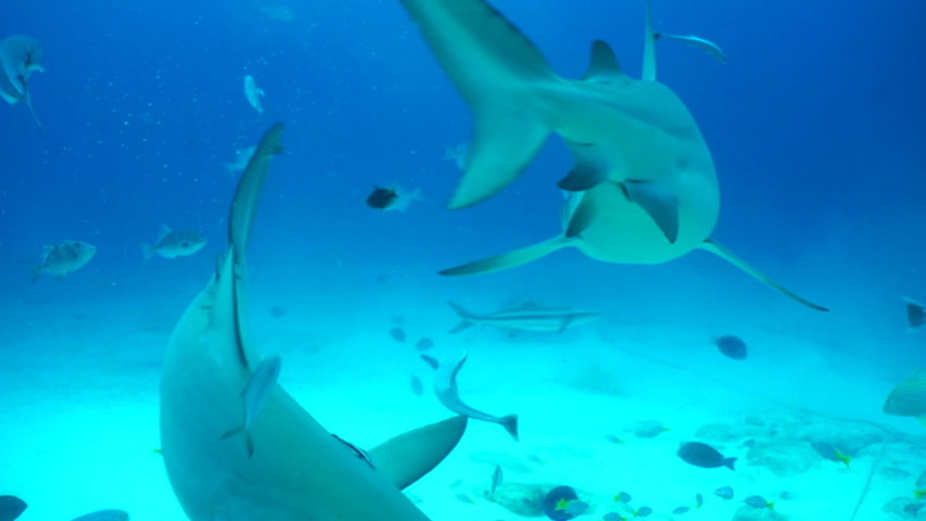 Close-Up Shiver Of Sharks Swimming Undersea - Playa del Carmen, Mexico
