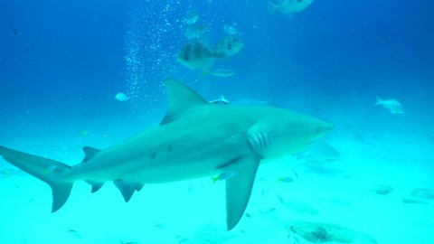 Beautiful Shot Of Shark And Fish Eating Underwater - Playa del Carmen, Mexico