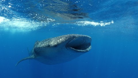 Beautiful Shot Of A Large Whale Shark Swimming In Blue Sea - Isla Mujeres, Mexico
