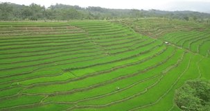 Sliding drone shot of terraced rice field. The rice field looks green because has ben planted with paddy plant