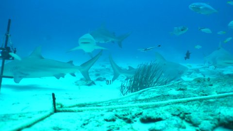 Beautiful Shot Of Sharks And Fish Swimming In Sea While Camera Hanging On Wooden Stick - Playa del Carmen, Mexico