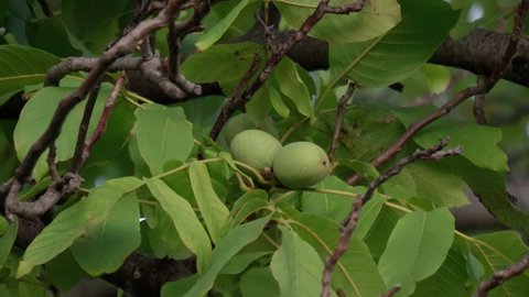 Green unripe walnuts hang on a branch. Green leaves and unripe walnut. Raw walnuts in a green nutshell. Fruits of a walnut.