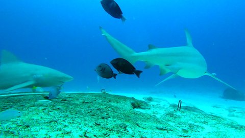 Beautiful Shot Of Several Sharks Swimming Underwater - Playa del Carmen, Mexico