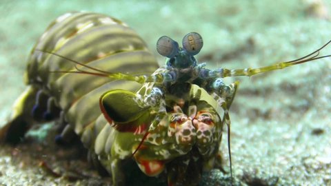 front view of peacock mantis shrimp on sandy bottom during daylight, blue eye stalks and raptorial appendages for breaking shells visible