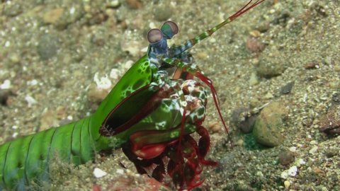 Male Peacock Mantis shrimp leaving its shelter anding over sandy bottom using paddle-like flaps, close-up shot