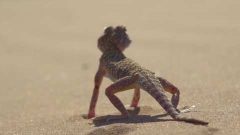 4k Agama or dragon lizards.Lizard in the wild hunt on the sand and slowly move its head to find prey. In nature, agamas eat everything from leaves and stems to small mice and chicks. 