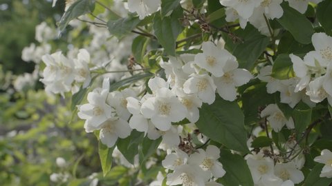 Jasmine flowers on a bush on a sunny summer day.