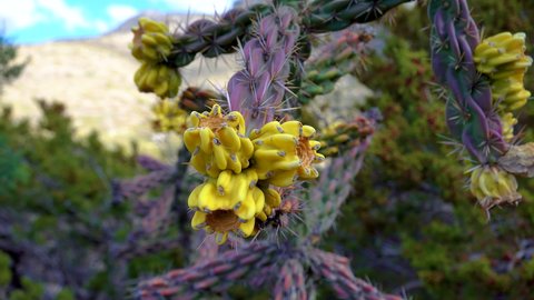 Tree cholla, walking stick cholla (Cylindropuntia imbricata), Yellow fruit. New Mexico, USA