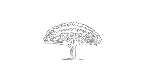 Animated self drawing of continuous line draw beauty dragon blood tree for wall decor home art poster print. Decorative socotra dragon tree for national park logo. Full length single line animation.