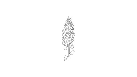 Animated self drawing of continuous line draw beauty fresh digitalis purpurea for home art wall decor poster. Decorative foxglove flower concept for greeting card. Full length single line animation.