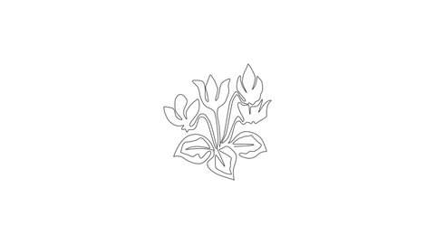 Animated self drawing of continuous line draw beauty fresh cyclamen sowbread for home decor wall art poster. Decorative swinebread flower concept for greeting card. Full length single line animation.