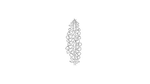 Animation of one line drawing beauty fresh foxglove for logo. Decorative digitalis purpurea flower concept for home wall decor poster art print. Continuous line self draw animated. Full length motion.