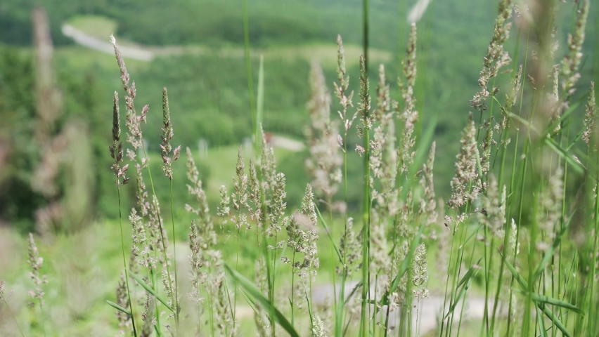 Tall grass on a hill in maine