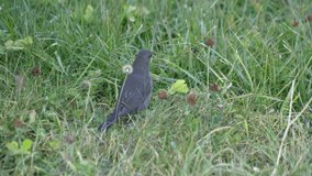 Little bird looking for food in the meadow. Slow motion 4K