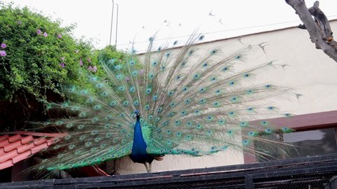 Peacock showing its plumage in a ritual dance to impress the females, beautiful bird with iridescent blue and green plumage, peacock spreading its tail with colorful plumage.